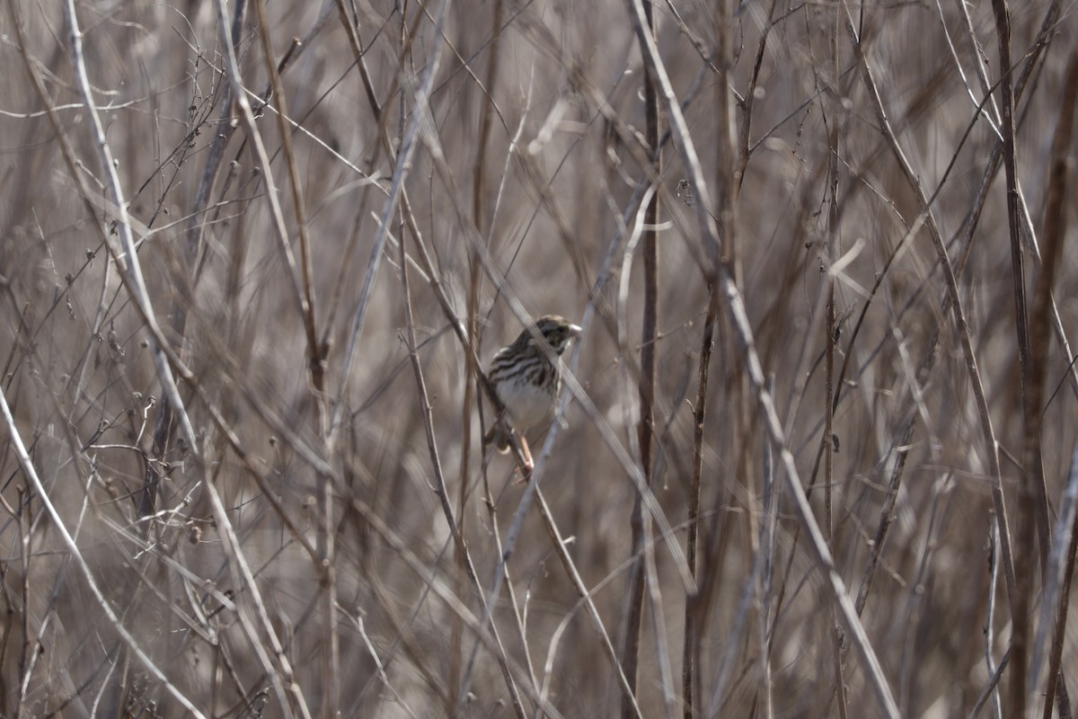 Savannah Serçesi - ML648768673