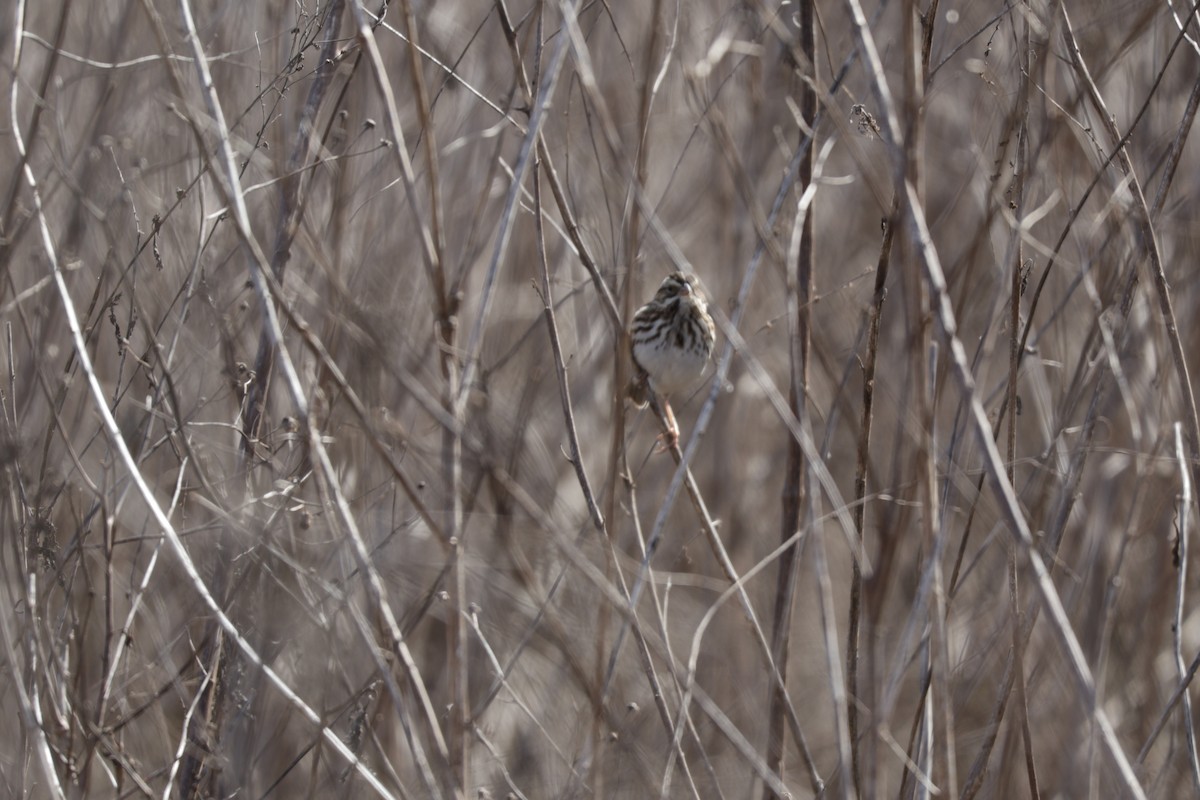 Savannah Serçesi - ML648768675