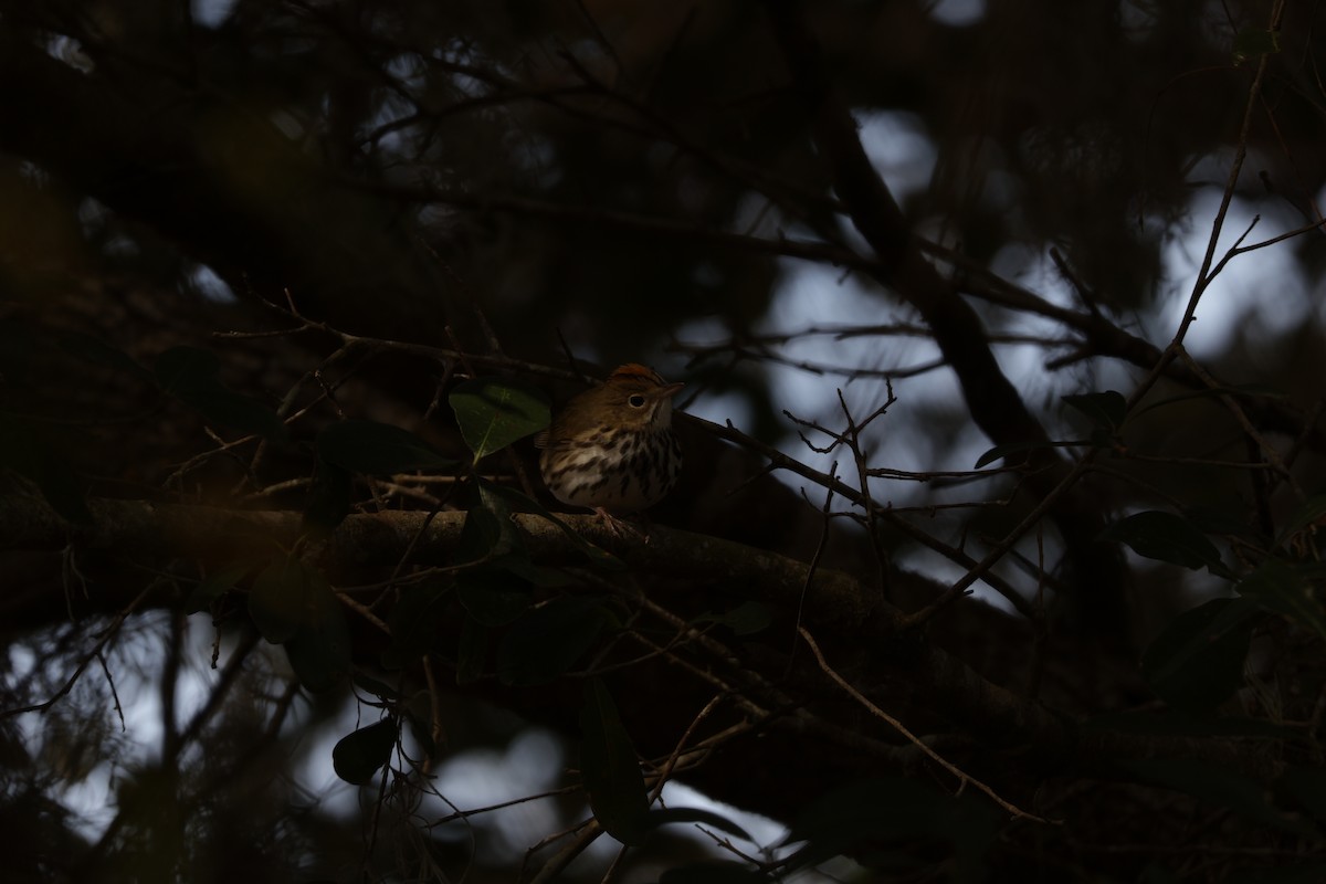 Fırıncı Ötleğen - ML648768678