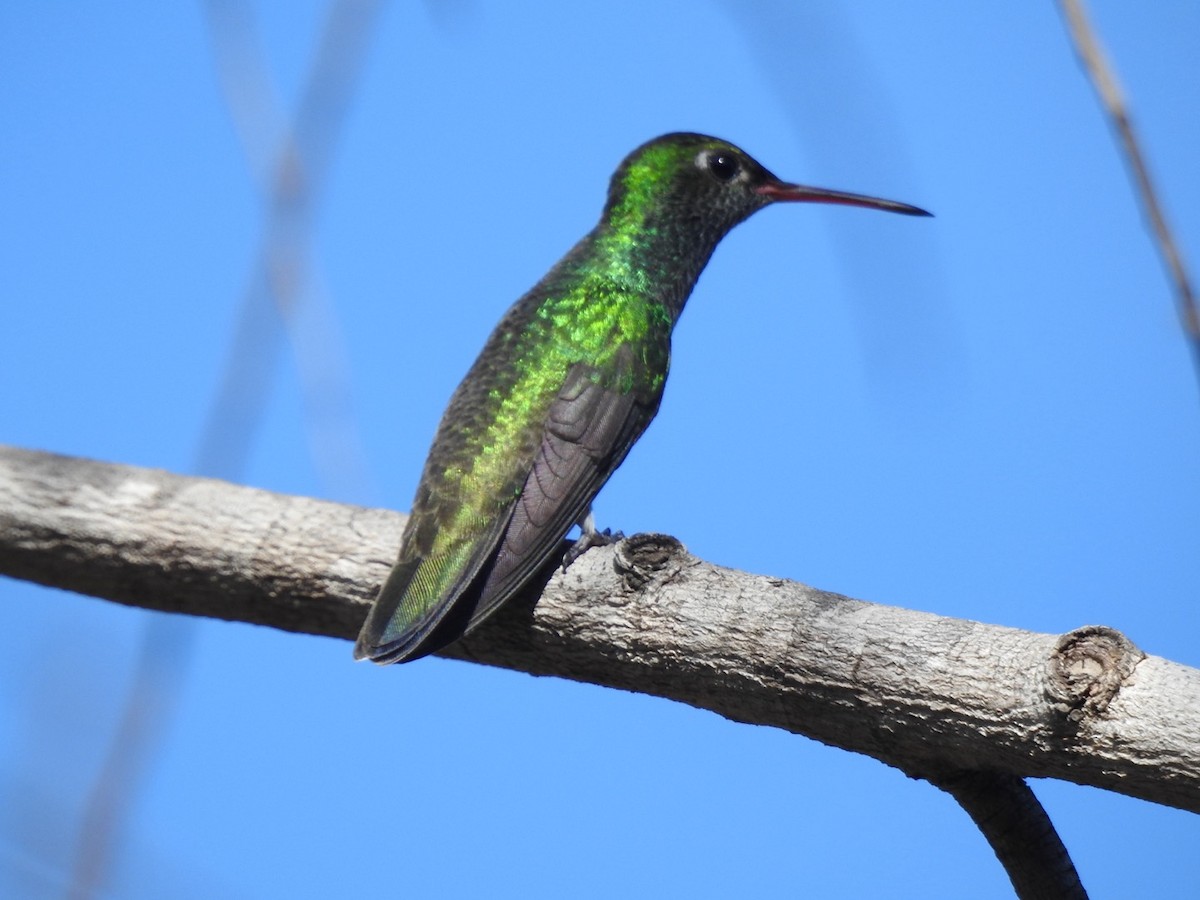 テリノドエメラルドハチドリ - ML648768708