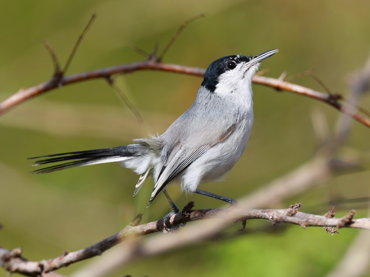 Комароловка тропічна (підвид plumbiceps/anteocularis) - ML648768711