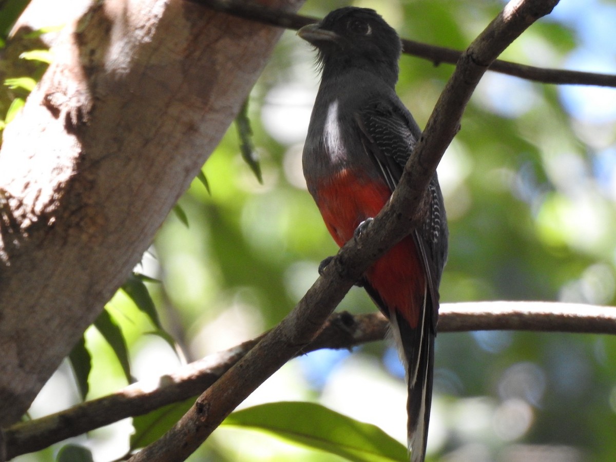 オジロキヌバネドリ - ML648768723