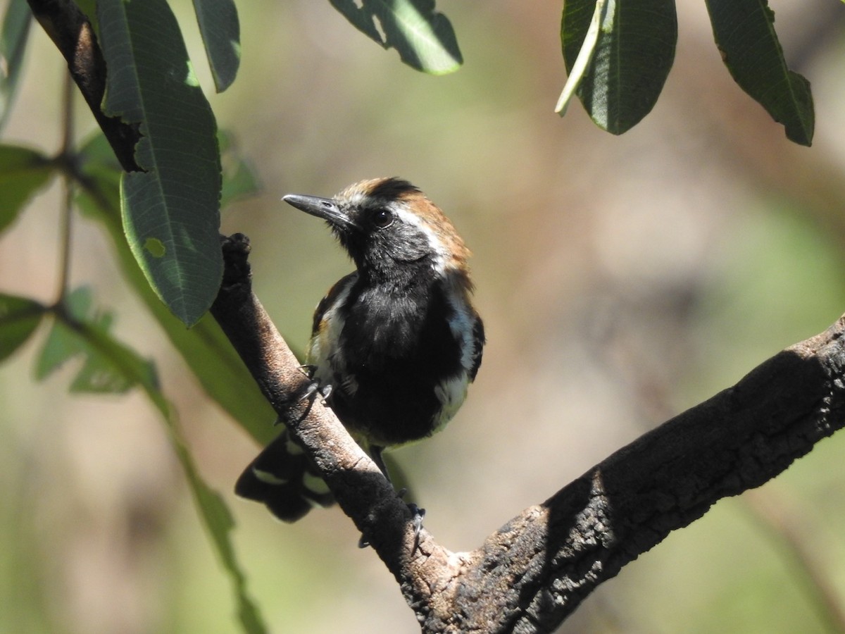 ムナグロアリサザイ - ML648768750