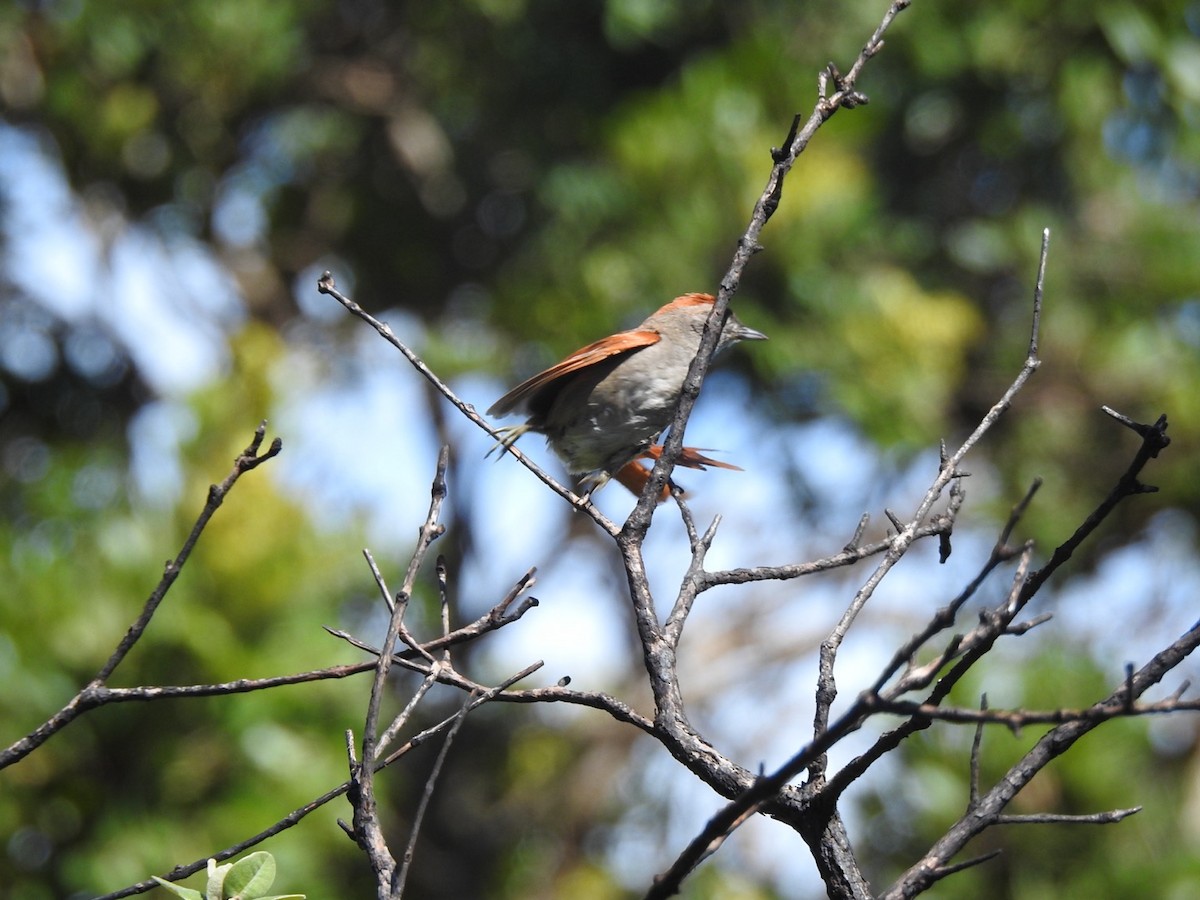 ハイビタイカマドドリ - ML648768776