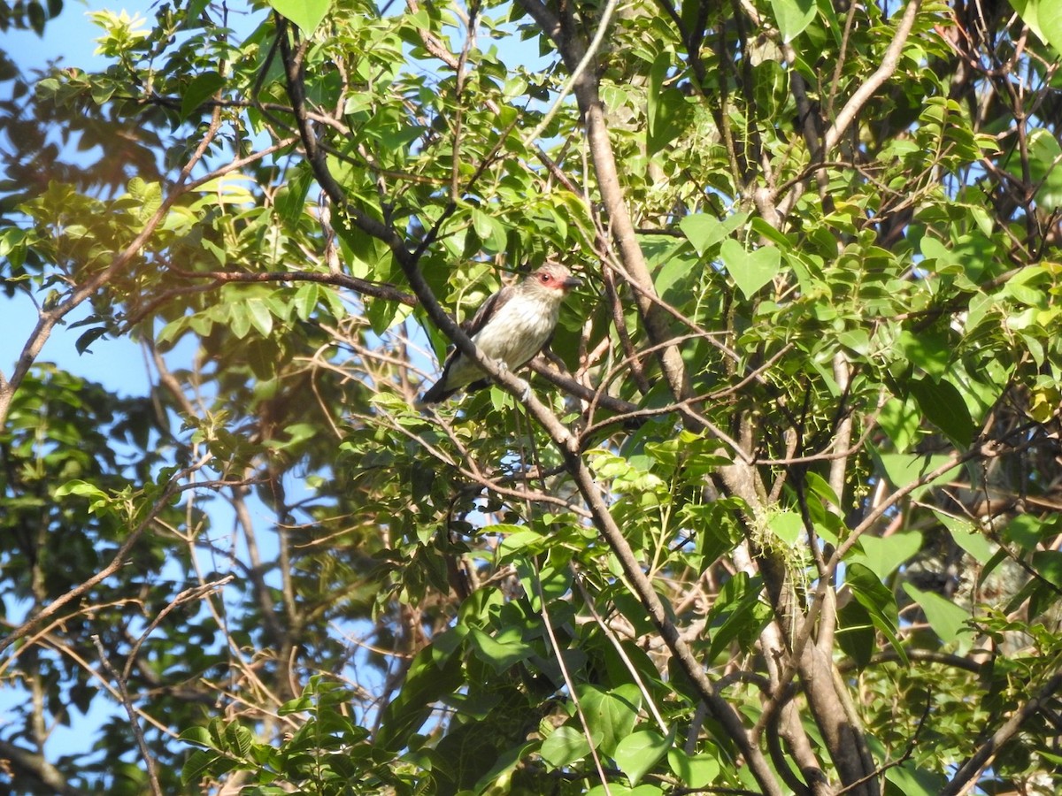 ハグロドリ - ML648768791