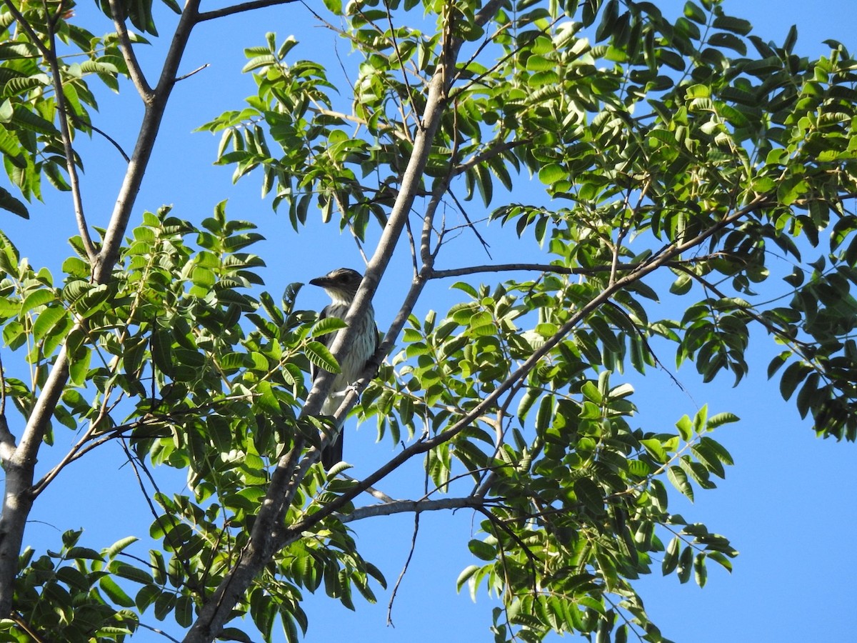 ハグロドリ - ML648768792