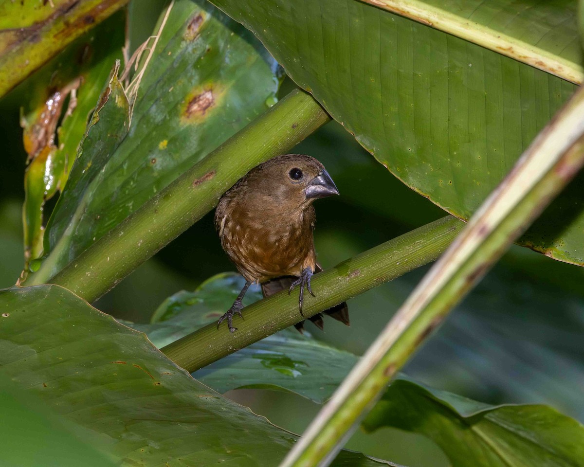 Braunbauchspelzer - ML648768837