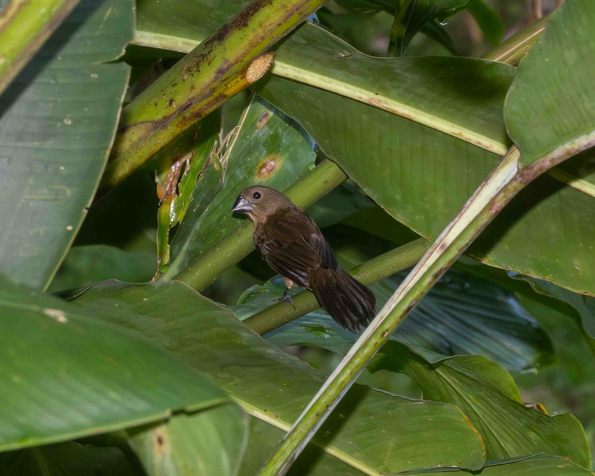 Braunbauchspelzer - ML648768838