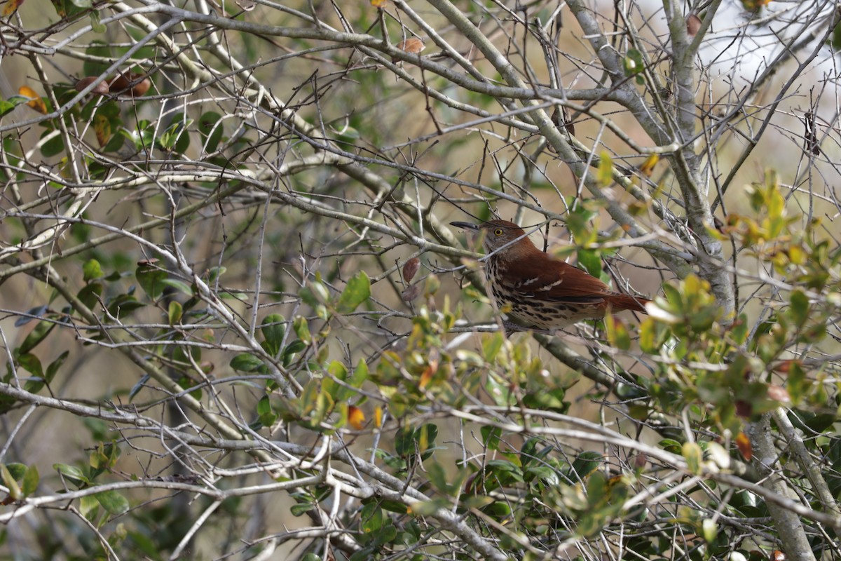 Kahverengi Çöpçü - ML648768935