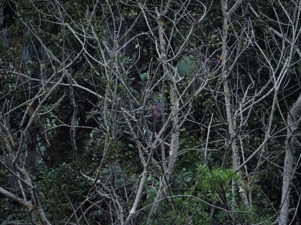 Laurel Pigeon - ML648769004