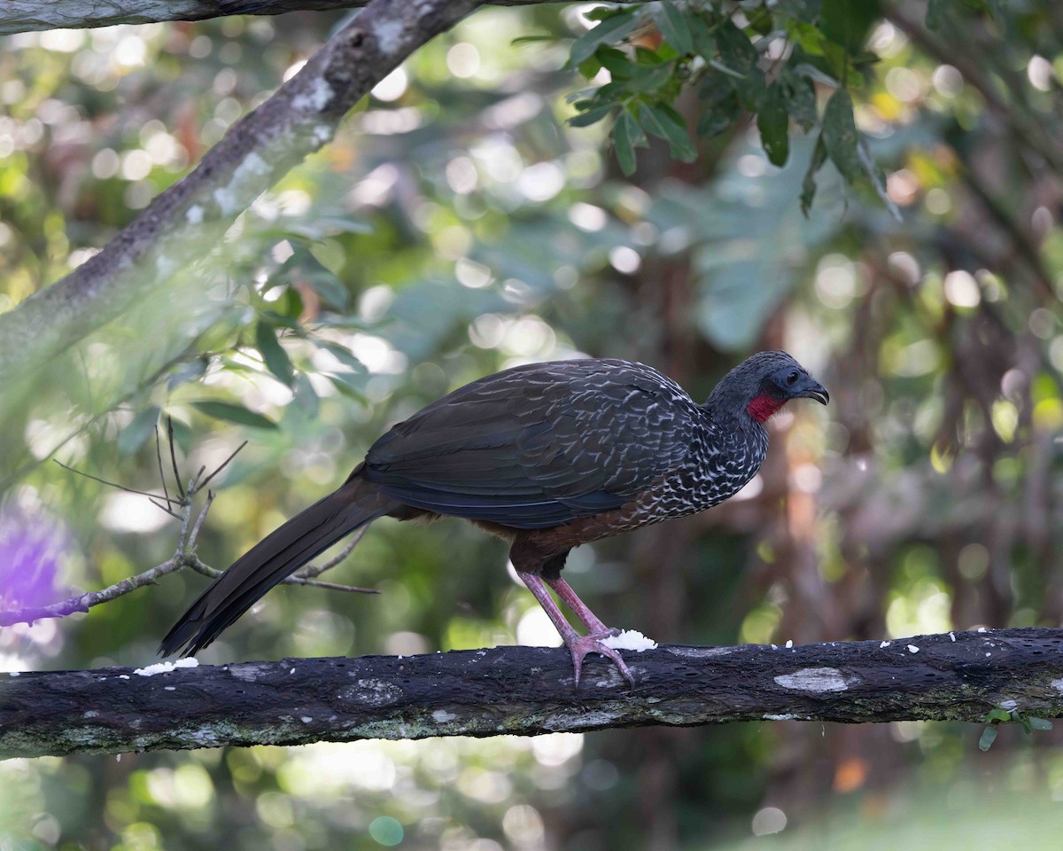 Spixguan - ML648769009