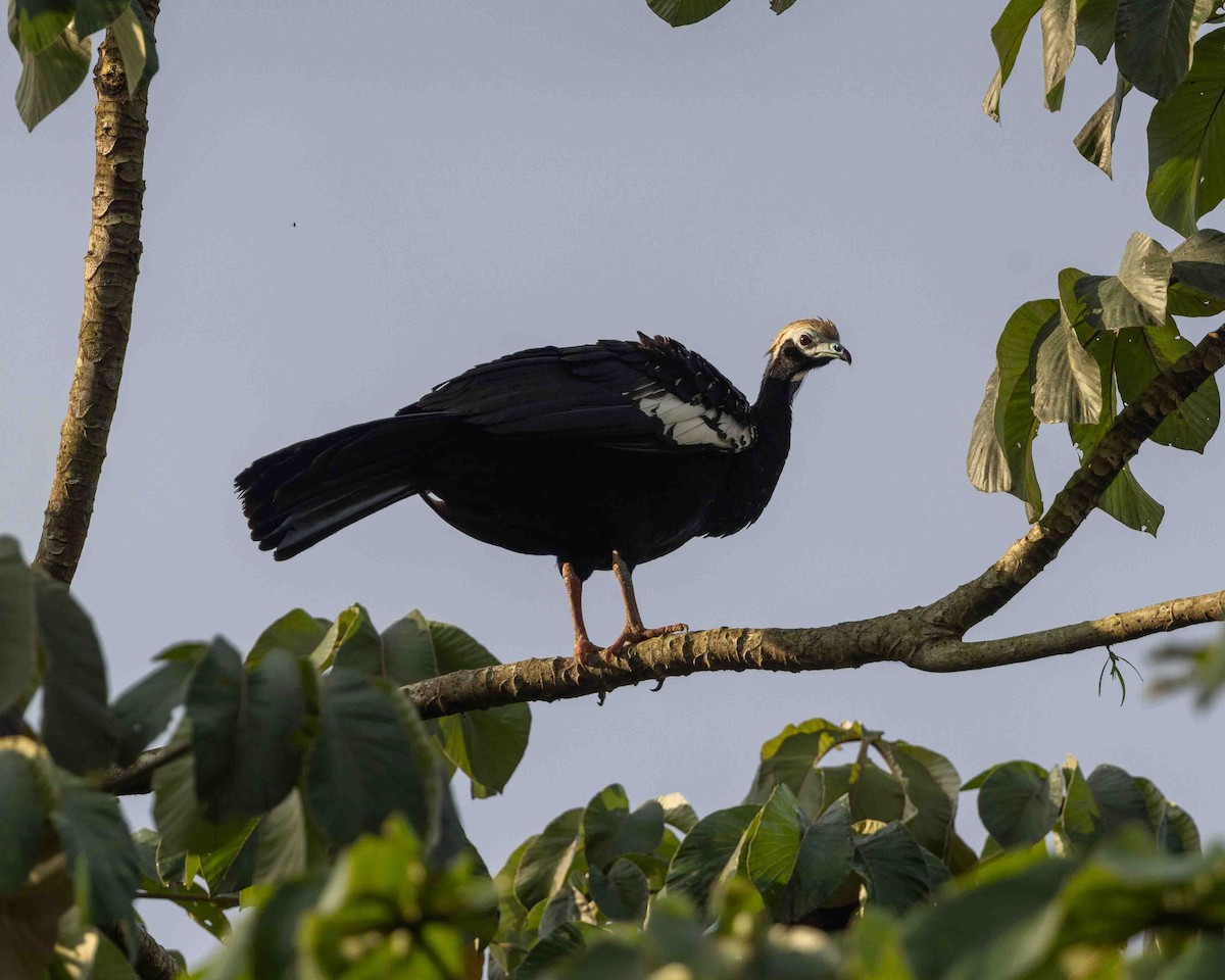 Blaukehlguan - ML648769071