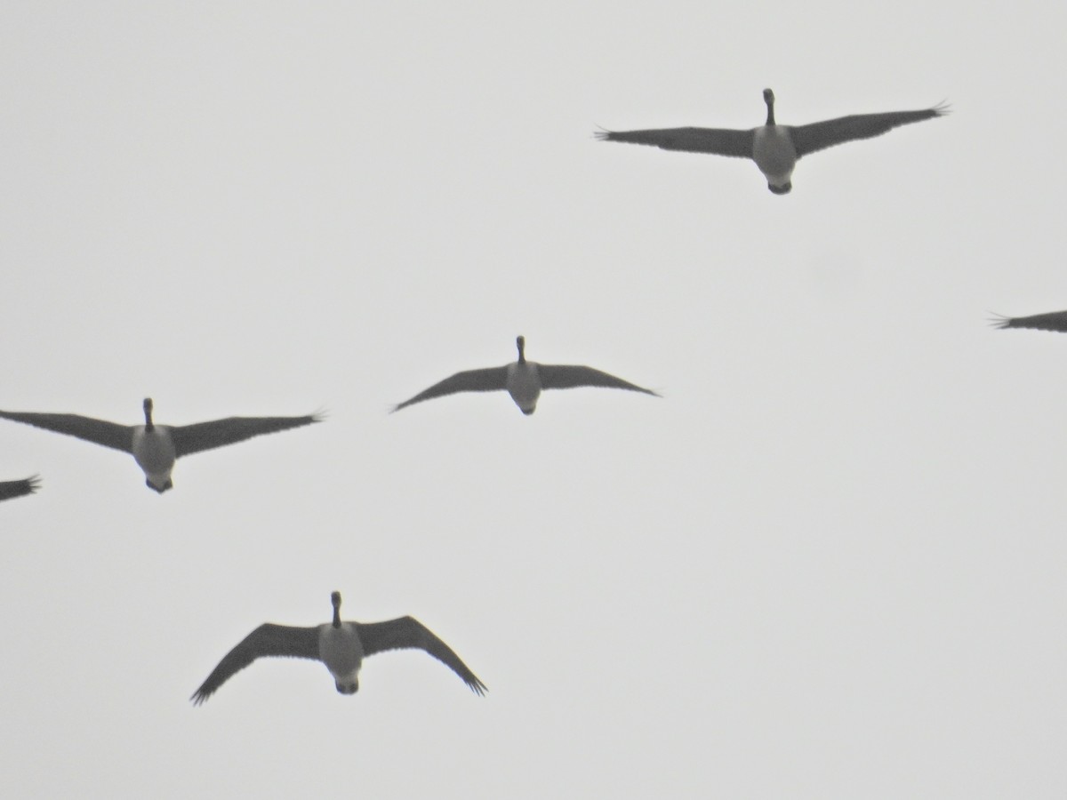 Малая канадская/Канадская казарка - ML648769085