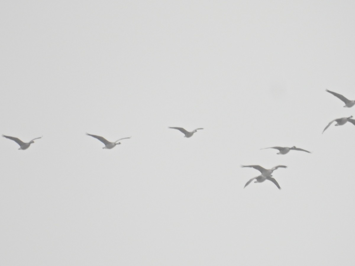 Малая канадская/Канадская казарка - ML648769086