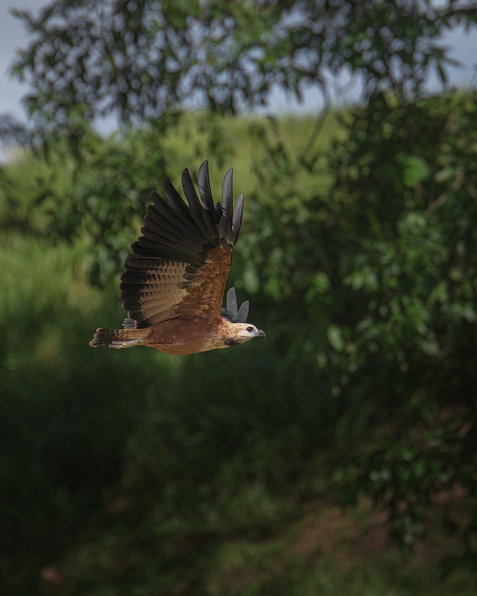 Black-collared Hawk - ML648769089