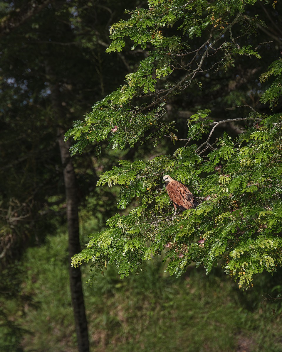 Black-collared Hawk - ML648769090