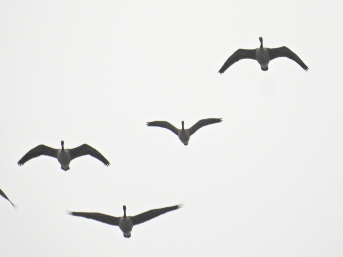 Малая канадская/Канадская казарка - ML648769095