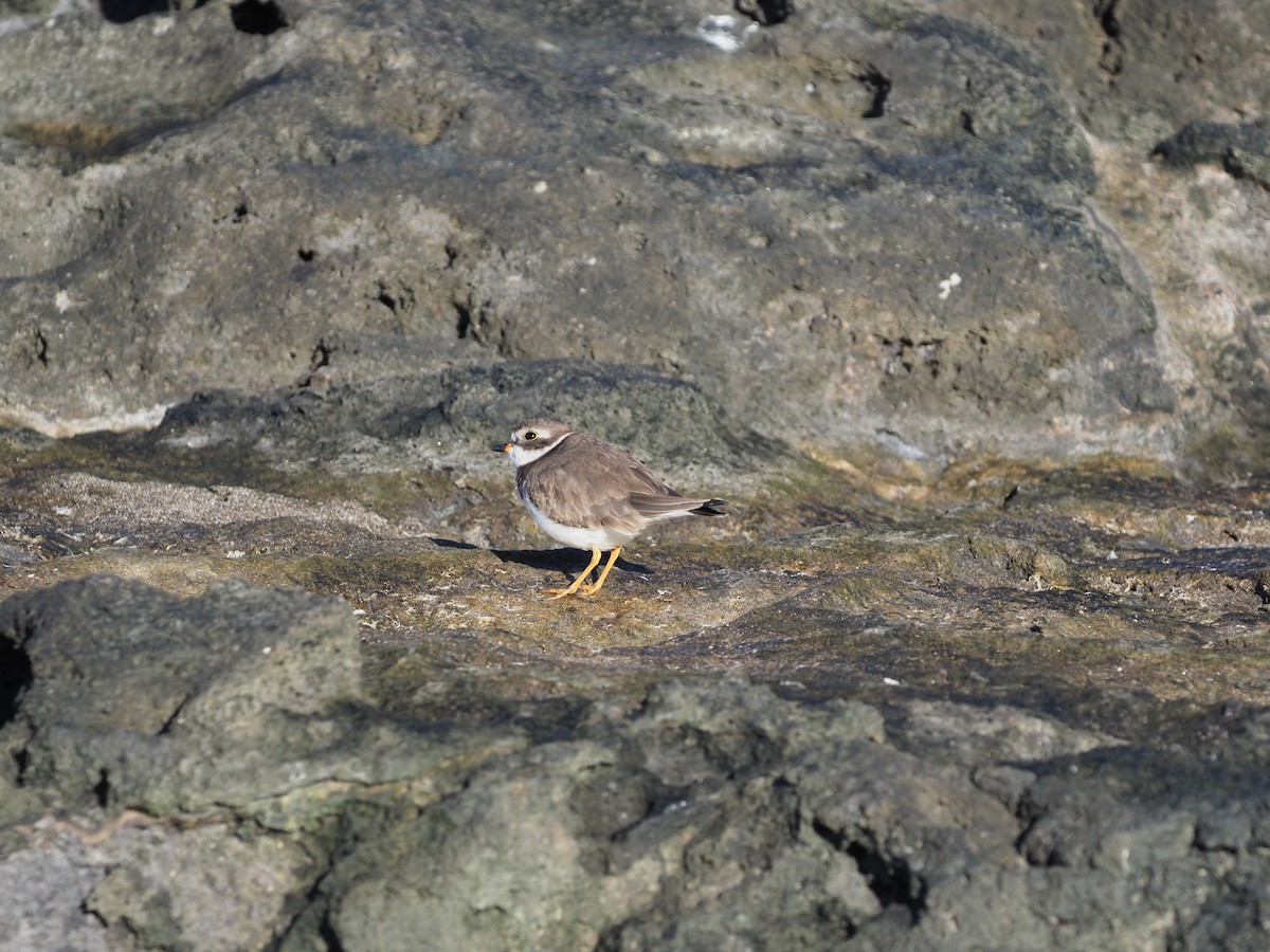 Semipalmated Plover - ML648769103
