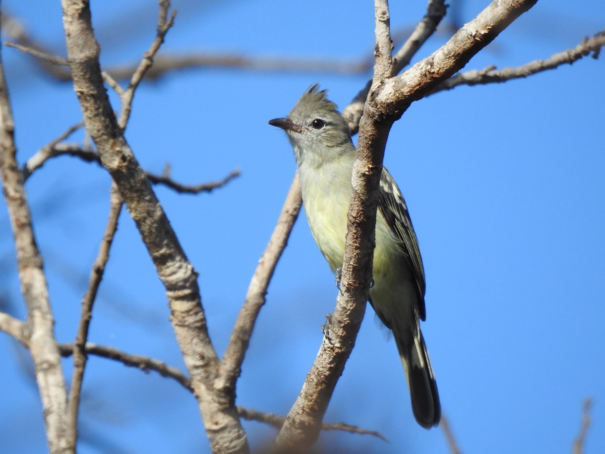 コタイランチョウ - ML648769139