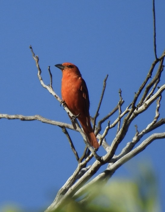 レンガフウキンチョウ（flava グループ） - ML648769226