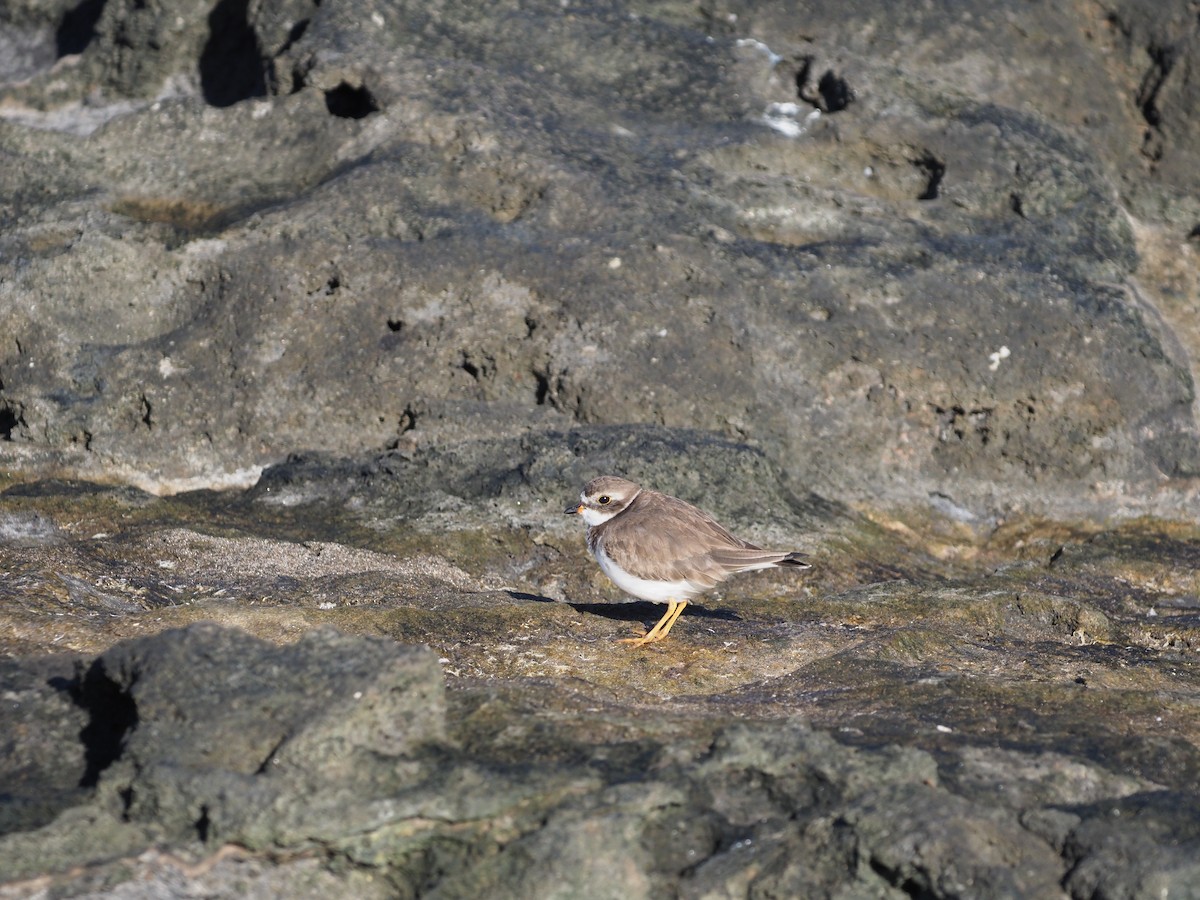 Semipalmated Plover - ML648769240