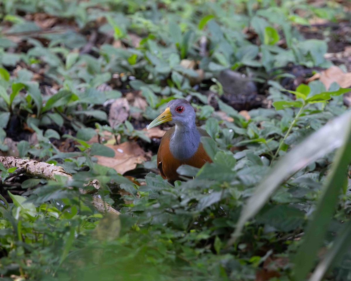 Cayenneralle (cajaneus) - ML648769326