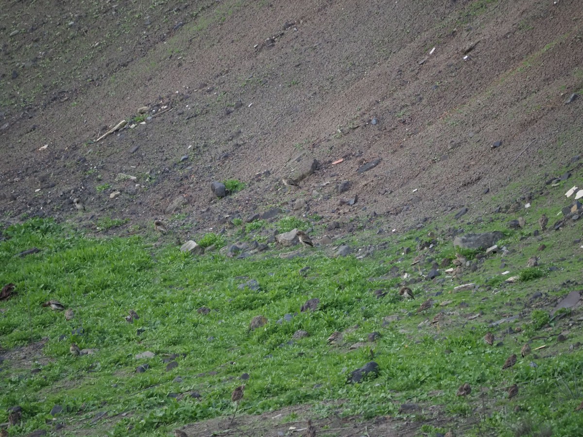 Eurasian Thick-knee - ML648769333