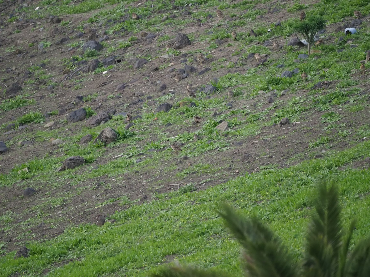 Eurasian Thick-knee - ML648769343