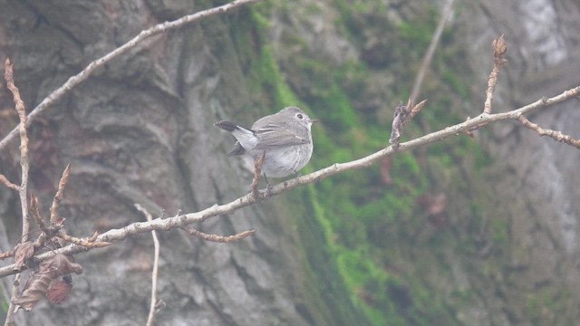 Taiga Flycatcher - ML648769464