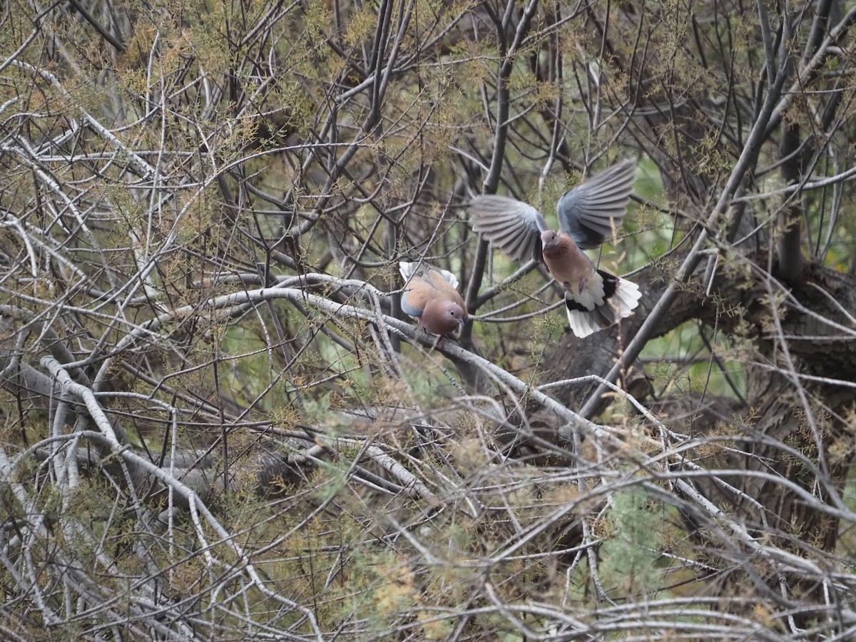 Laughing Dove - ML648769495