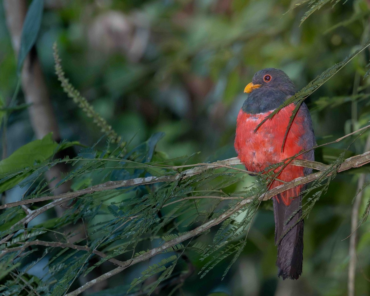 Schwarzschwanztrogon - ML648769570