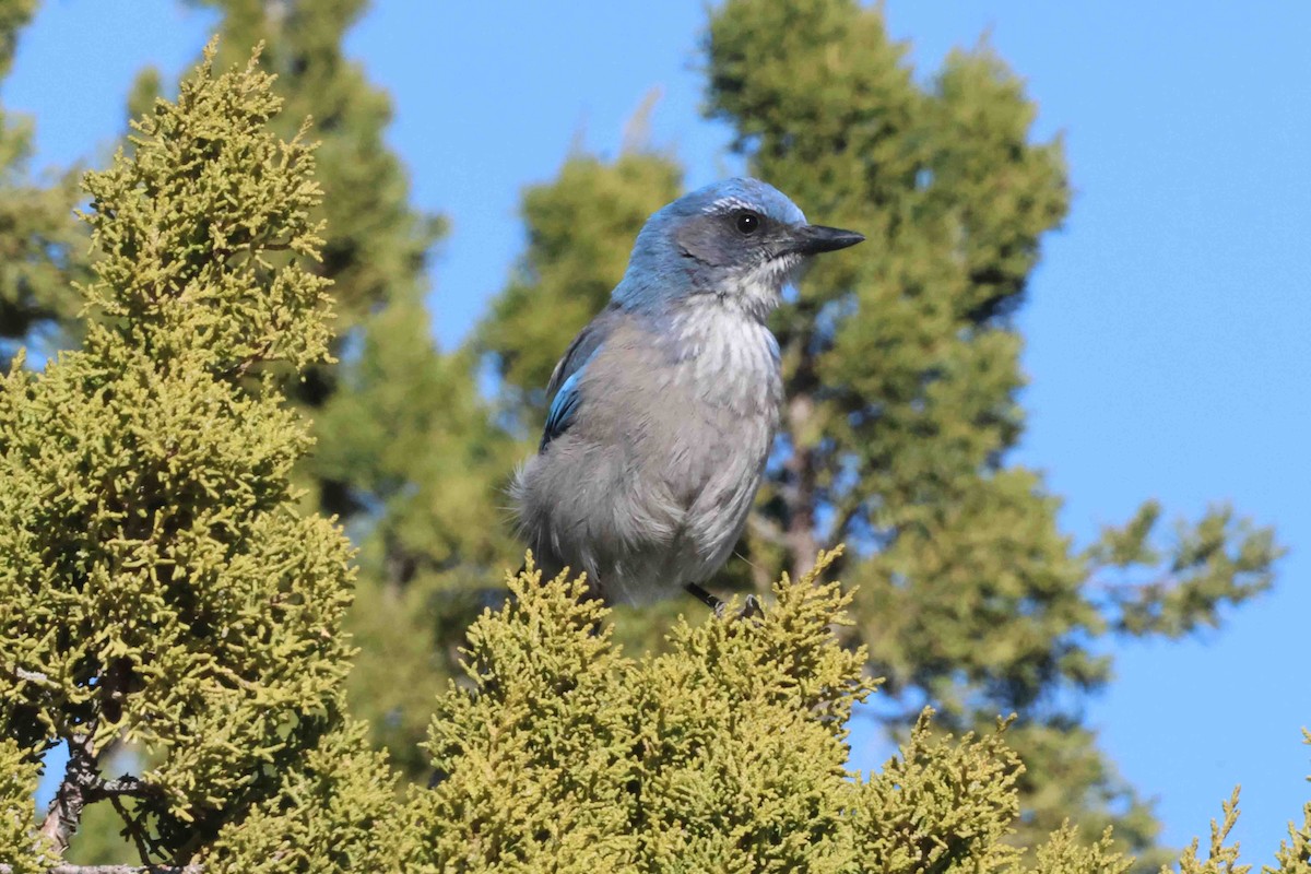 Chara de Woodhouse (grupo woodhouseii) - ML648769578