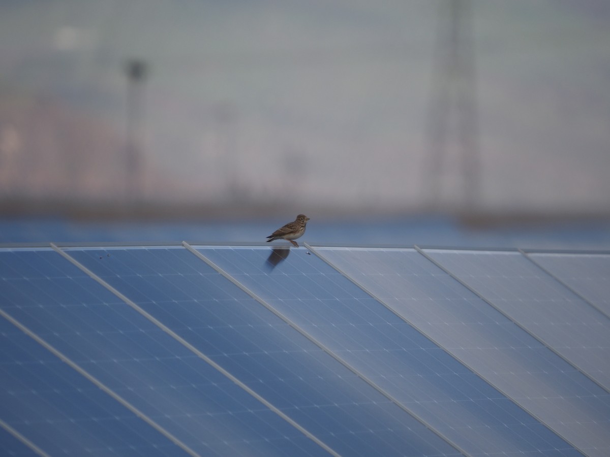 Жайворонок сірий - ML648769656