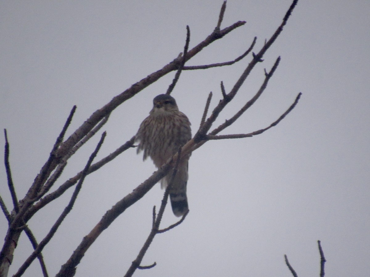 Smeriglio - ML648769706