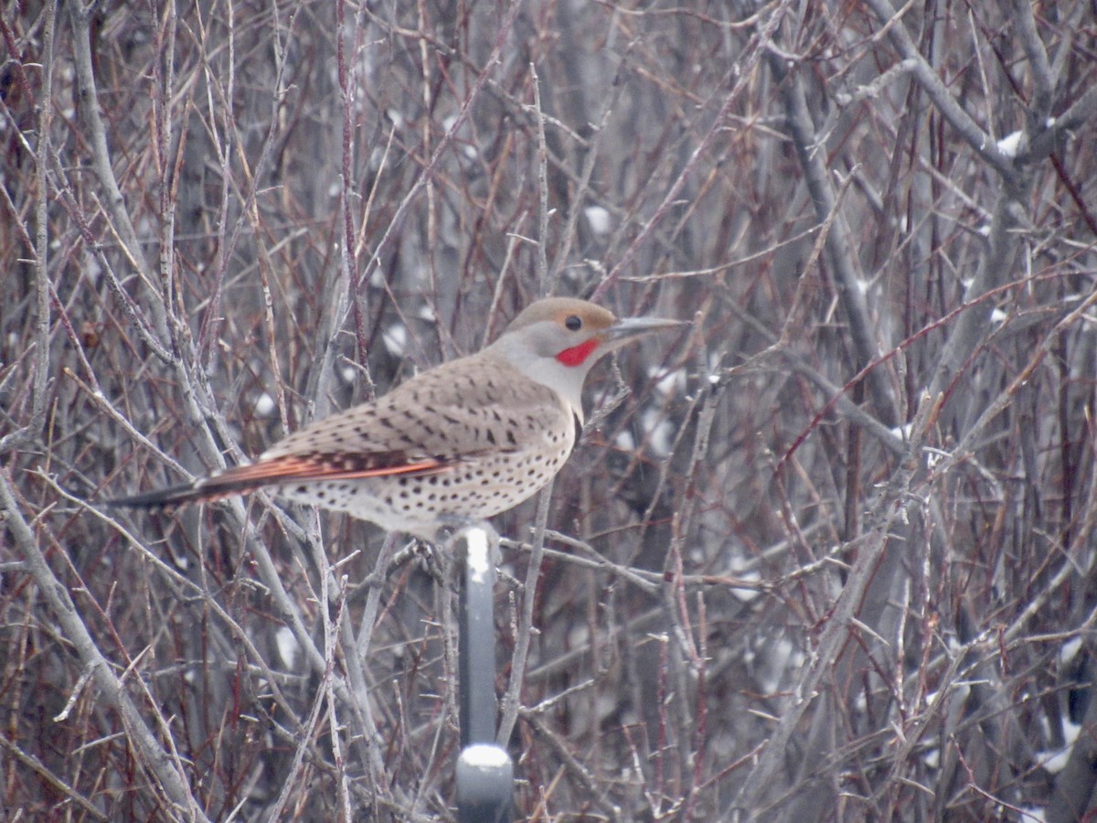 Northern Flicker - ML648769711
