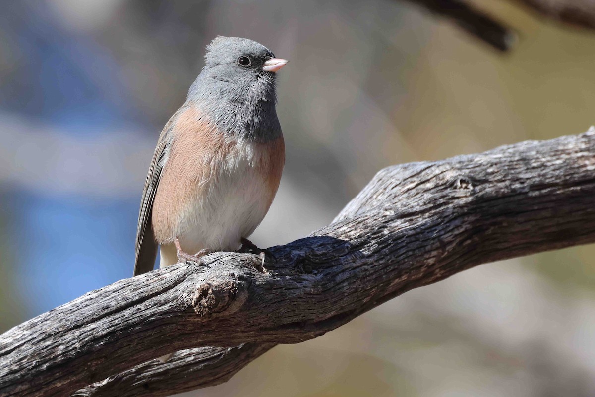 Dark-eyed Junco (Pink-sided) - ML648769763