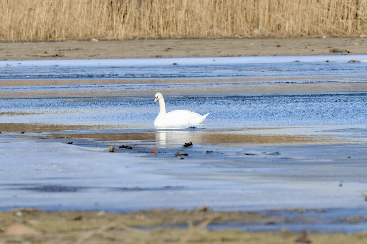 Cisne Vulgar - ML648769784