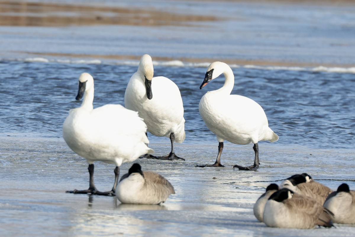 Cisne Trompetero - ML648769815