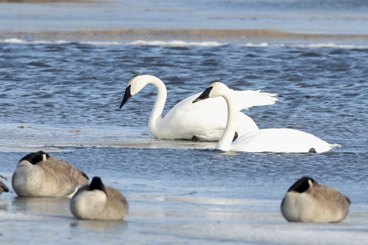 Cisne Trompetero - ML648769816
