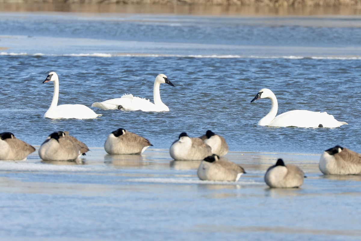 Cisne Trompetero - ML648769818