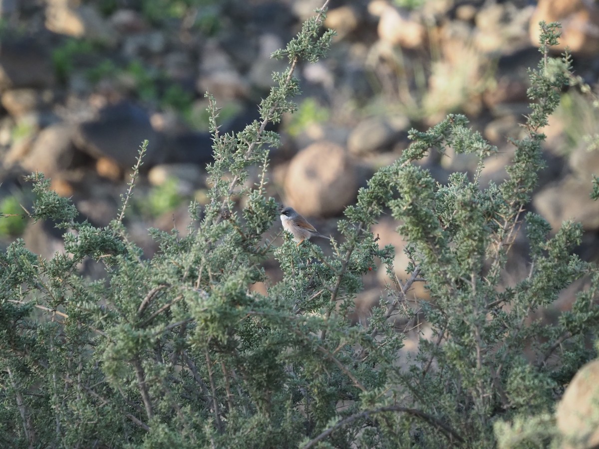 Spectacled Warbler - ML648769823