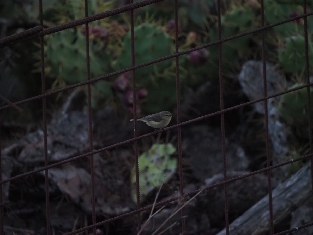 Canary Islands Chiffchaff - ML648769850