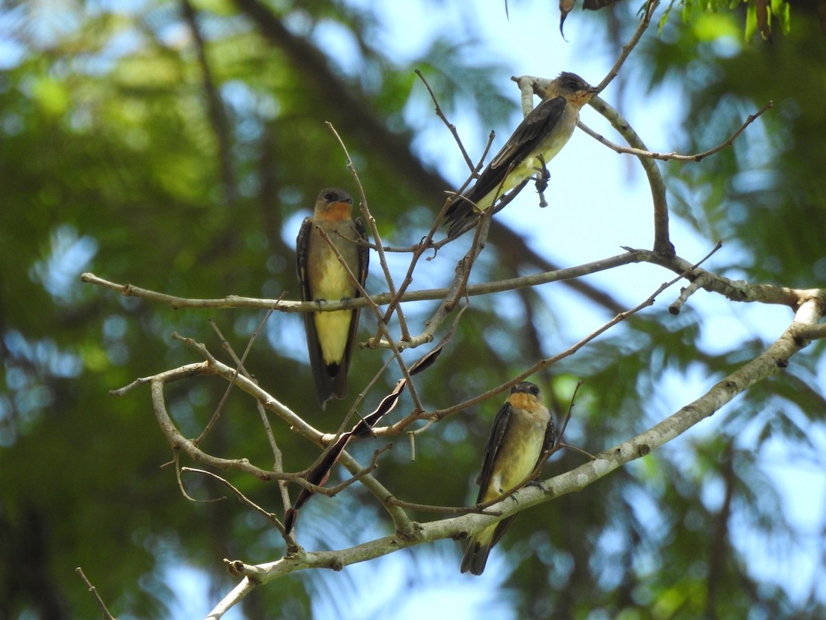 オビナシショウドウツバメ - ML648769865