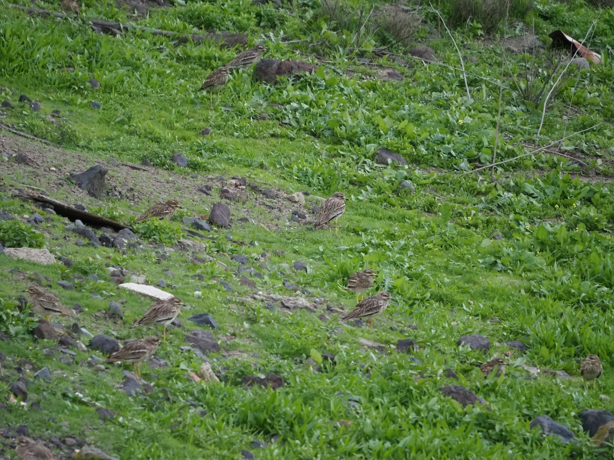 Eurasian Thick-knee - ML648769866