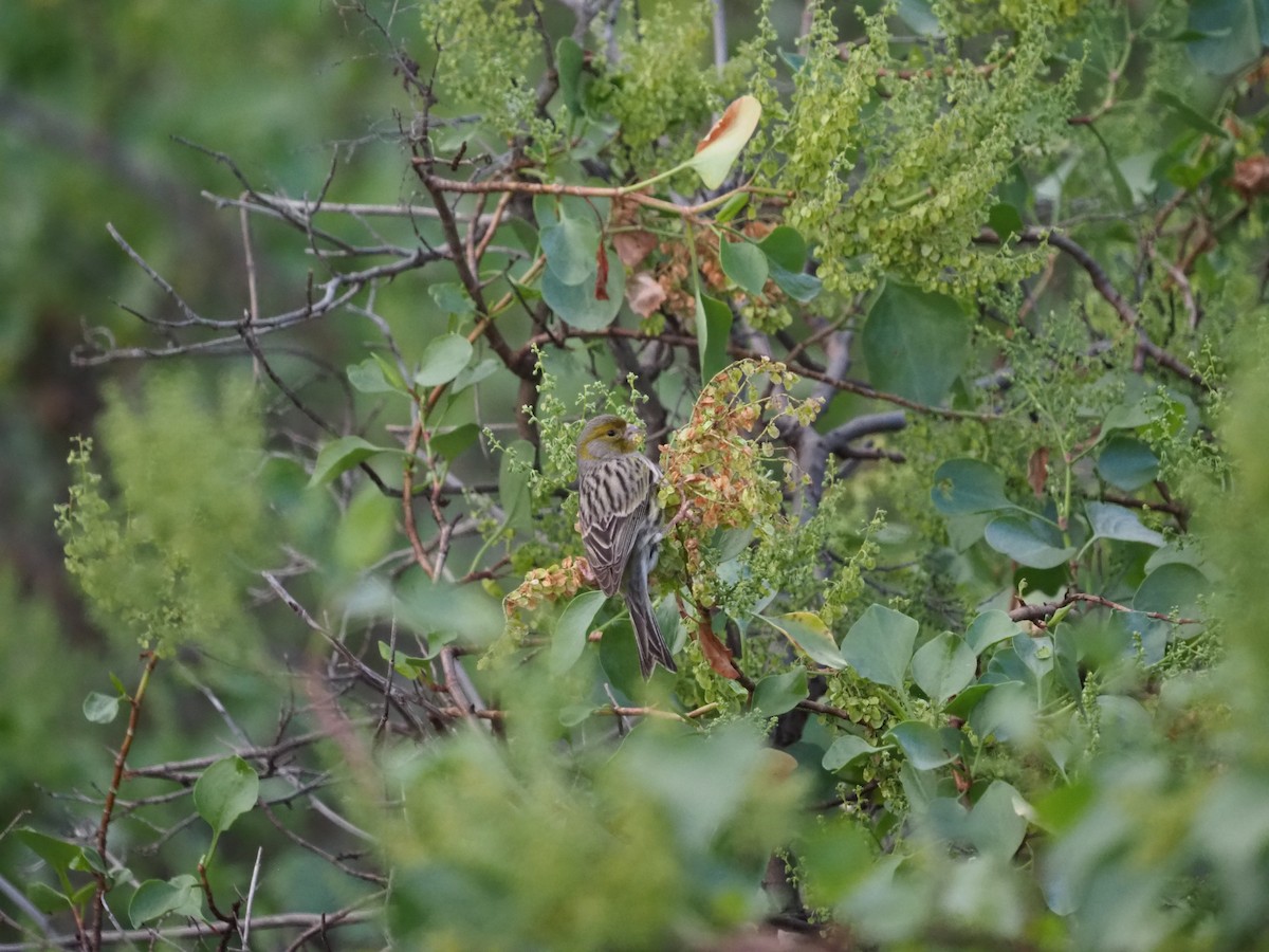 Island Canary - ML648769889