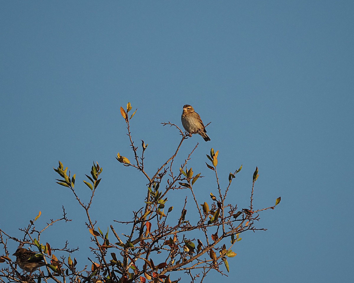 Moineau bridé - ML648769922