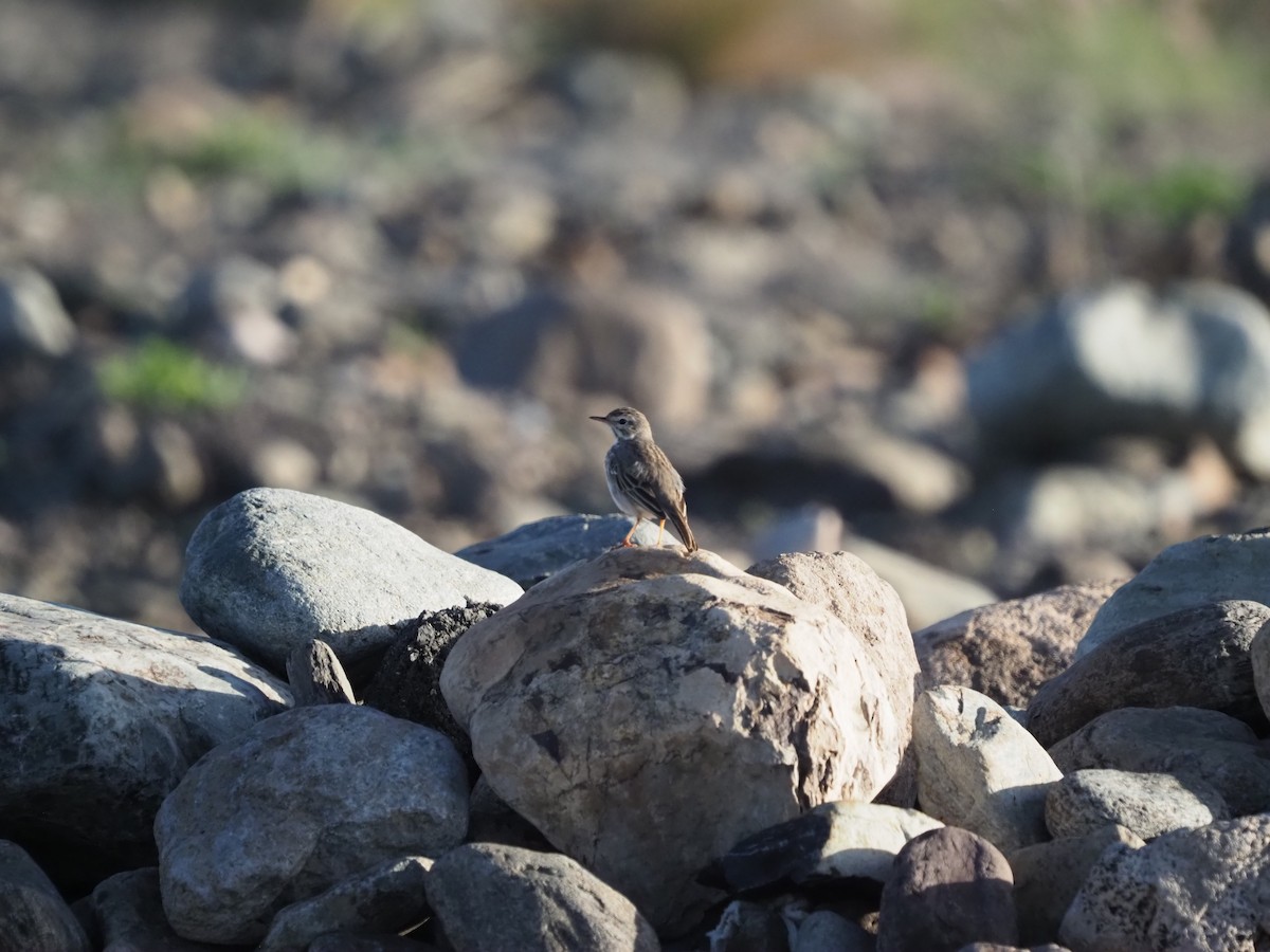 Berthelot's Pipit - ML648770004