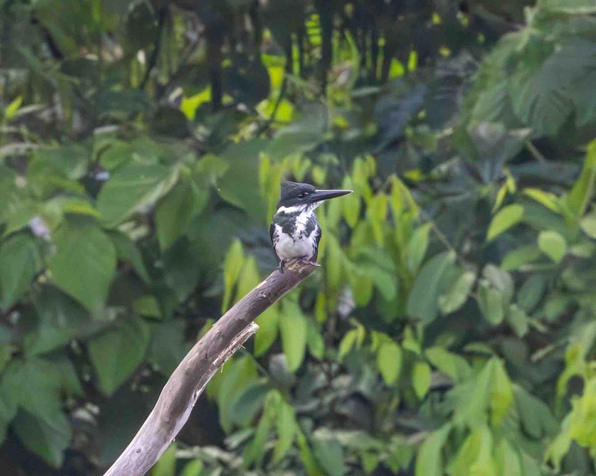 Amazonasfischer - ML648770107