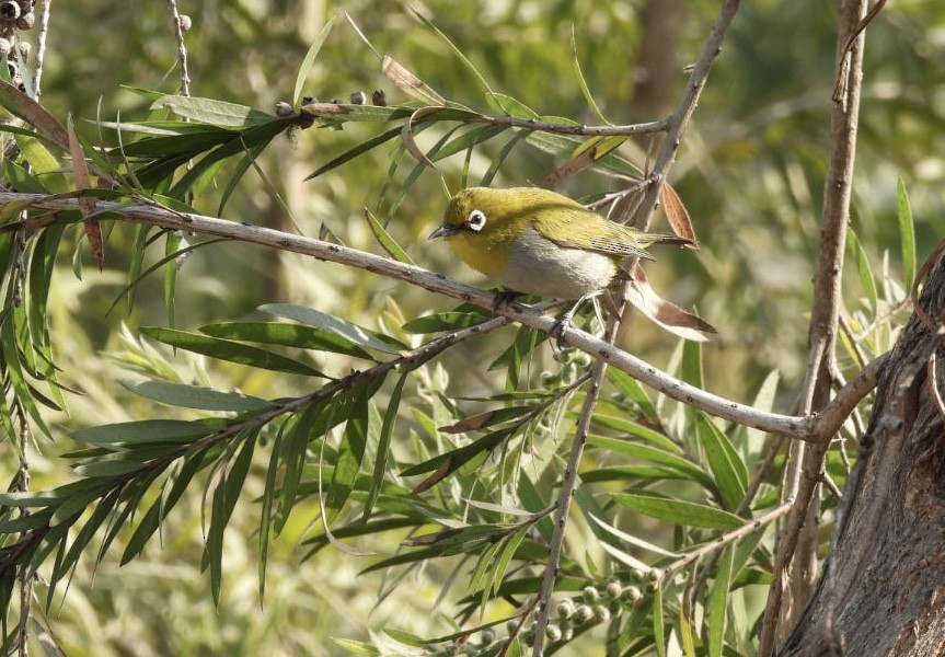 Gangesbrillenvogel - ML648770220