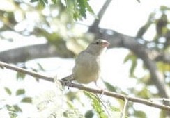 Haussperling - ML648770227